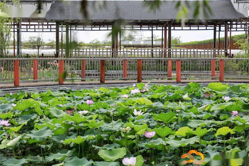 假日游客量創(chuàng)新高，白云觀光園農產品零售迎來新熱潮