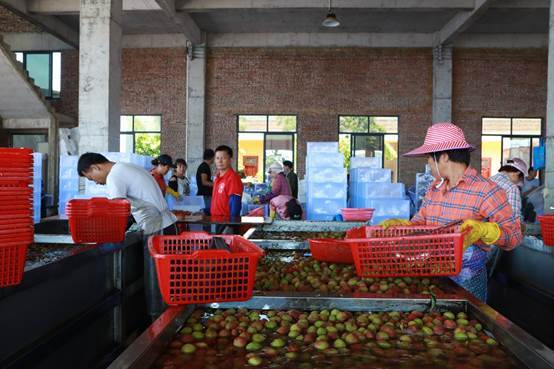 深耕卅六載，海口荔枝大王引領珍品走向全國